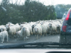 David Jennions (Pythonist) Climbing  Gallery: CIMG7209 Sheep.JPG