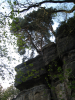 David Jennions (Pythonist) Climbing  Gallery: IMG_1594 Large tree on top.jpg