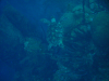 David Jennions (Pythonist) General  Gallery: Blue Hole 063.JPG